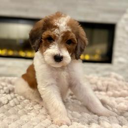 Brooks - Brown and white male Bernedoodle puppy in Spring, Texas from Sterling Star Doodles