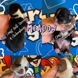 Meadow - Black and tan female Chihuahua puppy in Kannapolis, North Carolina from East Coast Bull Terriers N Chihuahuas