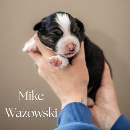 MIKE WAZOWSKI - Black tri male Miniature American Shepherd puppy in Puyallup, Washington from FERGI’S GEMINI MAS