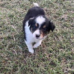 Hugo - Tri-color male Border Collie puppy in Granbury, Texas from Rocking H Border Collies
