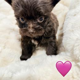 Paris - Liver female Yorkshire Terrier puppy in Centre, Alabama from Sassy Yorkie , miniature schnauzer , Maltese Love of Alabama