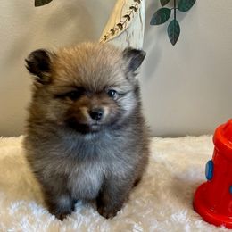 Pomeranian Puppies from Nikki’s lil Pomeranians