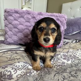 Charlotte - Chocolate and cream female Dachshund puppy in Rochester Hills, Michigan from Holiday Dachshunds