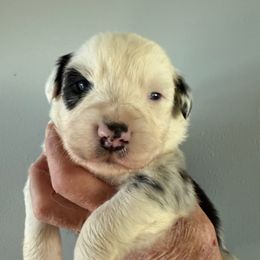 Kruz - Blue merle male Australian Shepherd puppy in Ellensburg, Washington from Creekside Aussies