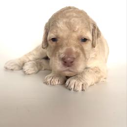 Fawn - Cream female Goldendoodle puppy in Pulaski, Tennessee from Doodle My Heart