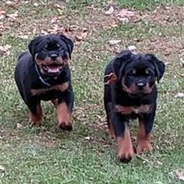 Rottweilers from Vom Ruhmhaus