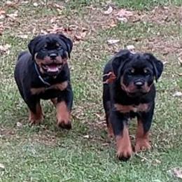 Rottweilers from Vom Ruhmhaus