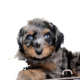 Aussiedoodle Puppies from Aussie Paws