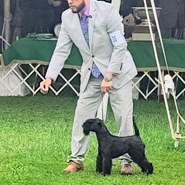 Giant Schnauzer and Lakeland Terrier Puppies from Lazy VL Lakelands