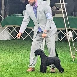 Giant Schnauzer and Lakeland Terrier Puppies from Lazy VL Lakelands
