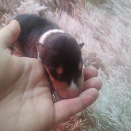 Hamlet - Black white and tan male Collie puppy in Salineville, Ohio from Aryggeth Collies