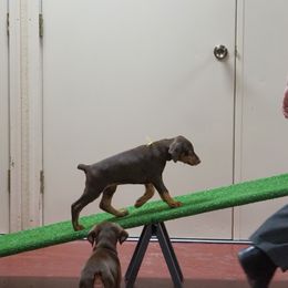 Doberman Pinscher Puppies from Laurel Vail