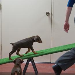 Doberman Pinscher Puppies from Laurel Vail