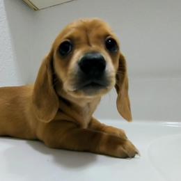 Clyde - Red Dachshund puppy in Central Point, Oregon from MRS Long Dog Ranch
