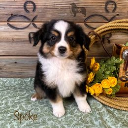 Australian Shepherd, Miniature American Shepherd, Miniature Australian Shepherd, and Toy Australian Shepherd Puppies from OR Aussies