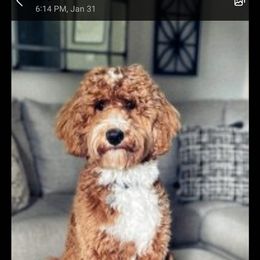 Goldendoodle Puppies from Bowman Puppies of the House Doodle