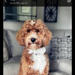 Goldendoodle Puppies from Bowman Puppies of the House Doodle