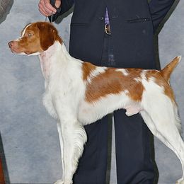 Border Collies and Brittanys from AK's Border Collies and Brittanys