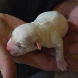 Sweetie - White female Miniature Schnauzer puppy in Elgin, Iowa from Firefly Stables