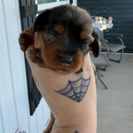 Daffodil - Dapple female Dachshund puppy in Cave City, Kentucky from Mammoth Cave Dachshunds