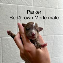 Parker - Red male Bernedoodle puppy in Fallon, Nevada from Wild Roots Doodles