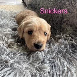 Dachshund Puppies from Dashing Dachshunds