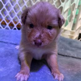 Gamora - Red merle female Australian Shepherd puppy in East Hartford, Connecticut from CT Aussies