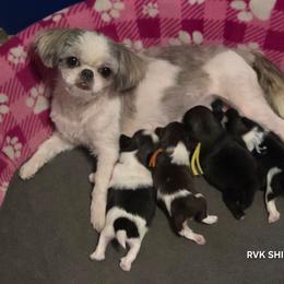 Shih Tzu puppies from RVK Bulldogs & Shih-Tzus