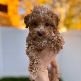 Sally - Apricot female Maltipoo puppy in Cedar Hills, Utah from Puppyzenn