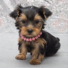 Lola - Blue and gold female Yorkshire Terrier puppy in Monticello, Iowa from Ashley’s Puppies