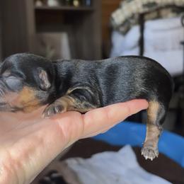 Yorkshire Terrier Puppies from Sasha's Yorkie Pups