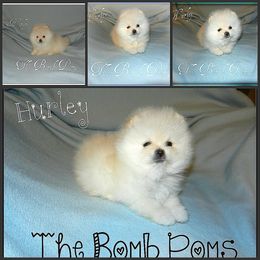 Pomeranian Puppies from The Bomb Poms