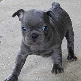 French Bulldogs and Toy Australian Shepherds from Holly's Puppies