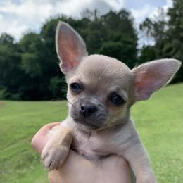 Chihuahuas from Perfectly Pastel Chihuahuas