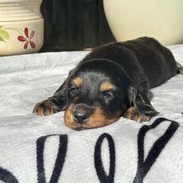 Girl 1 - Black and tan female Dachshund puppy in Santa Rosa, California from Signature Mini Dachshunds