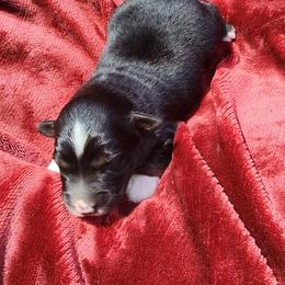 Jerry - Black tri-color male Australian Shepherd puppy in Blairsville, Georgia from Georgia Peach Aussies