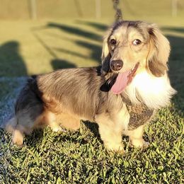 Dachshunds from Mrs. B’s Mini Doxies