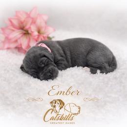 Ember - Blue female Great Dane puppy in Liberty, New York from Catskills Greatest Danes