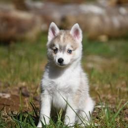 Zion - Silver and white male Pomsky puppy in Coos Bay, Oregon from Ocean View Pomskies