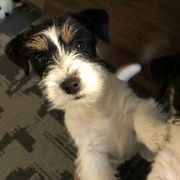 Russell Terriers from Hunt Valley Russell Terriers