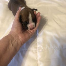Boxer Puppies from Plank Trail Boxers plainville