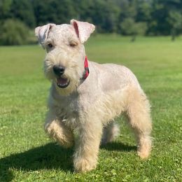 Lakeland Terrier puppies from Anne's Pups