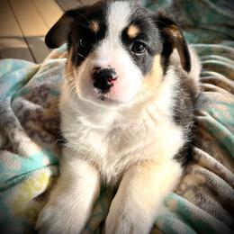 Sophie - White and black female Pembroke Welsh Corgi puppy in Vonore, Tennessee from Corntassle Corgis