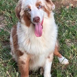 Heath - Red merle male Miniature American Shepherd puppy in Harmony, North Carolina from Carolina Pride Miniature American Shepherds