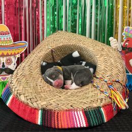 Yellow collar- Juan Carlos - Blue tan and white male Basset Hound puppy in Park City, Kansas from Stegmans Basset Hounds