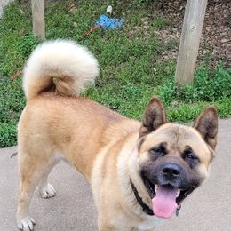 Akita from Bryan's Akitas