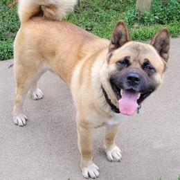 Akita from Bryan's Akitas