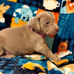 Pink and Black Collar - Silver gray female Weimaraner puppy in Sevierville, Tennessee from K&K Weimaraners