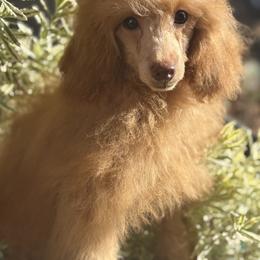 Lancelot - Red  male Poodle puppy in El Sobrante, California from Mckendra's Legacy