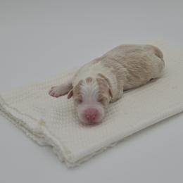 Elara - Gold female Border Collie puppy in Conway, Missouri from 2J 2K Border Collies | Maremma Sheepdogs